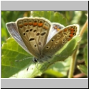 Polyommatus icarus - Hauhechelblaeuling w06.jpg